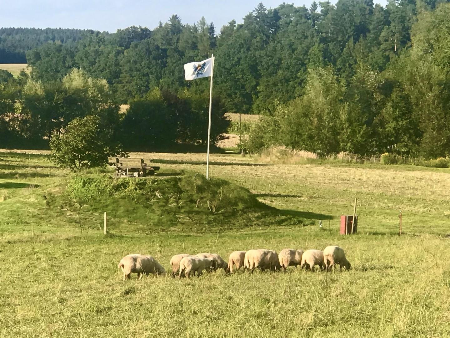 "Feldherrenhügel" mit Schafen