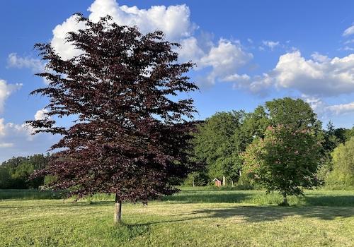 Blick über Rasen zum Weiher