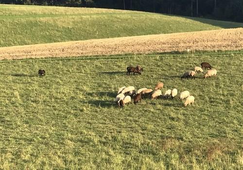 Schafe auf den Weideflächen