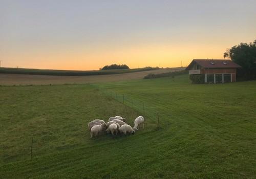 Sonnenuntergang mit Schafen