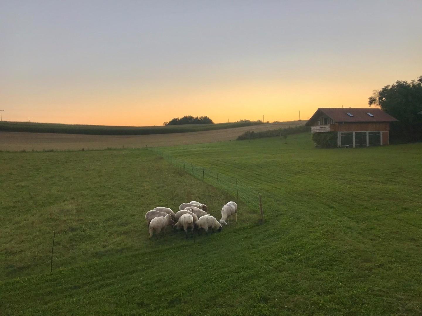 Sonnenuntergang mit Schafen