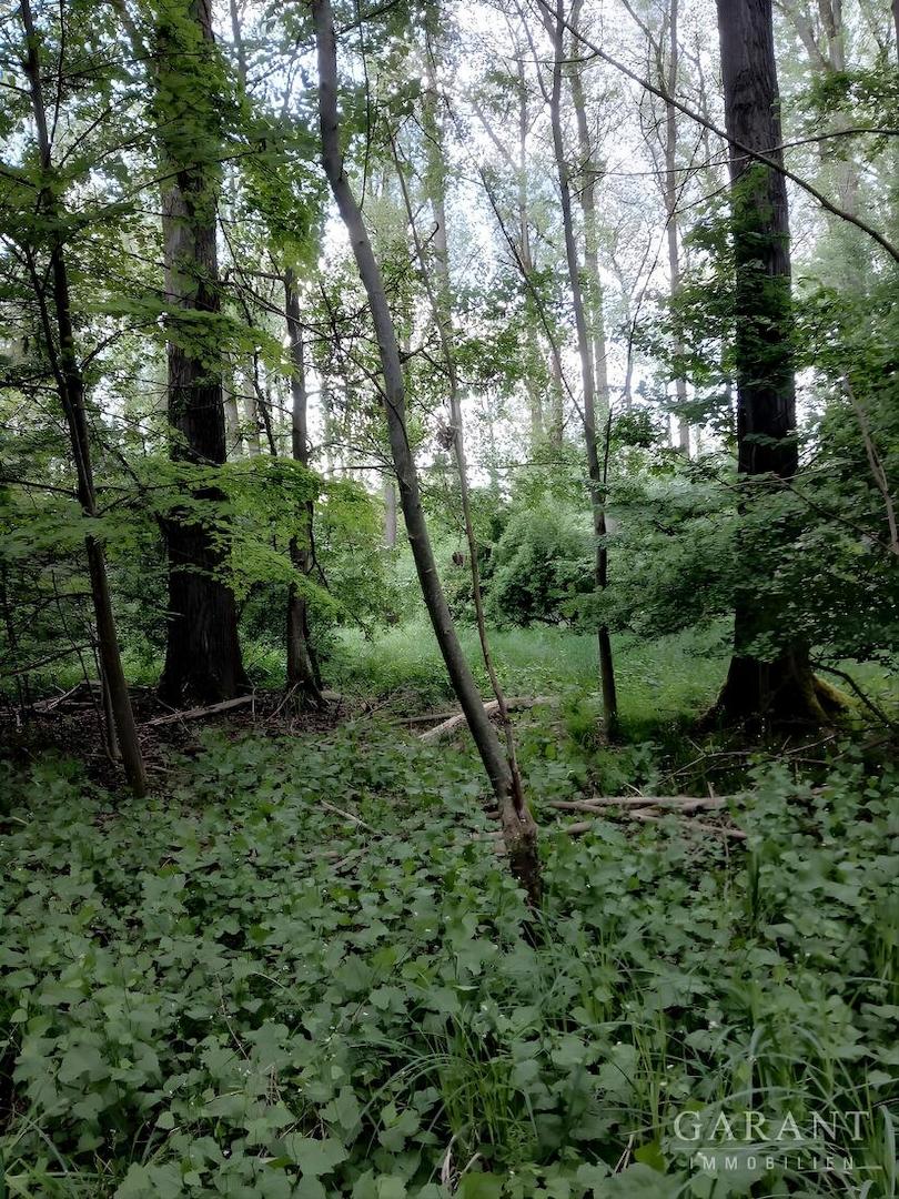 Mischwald