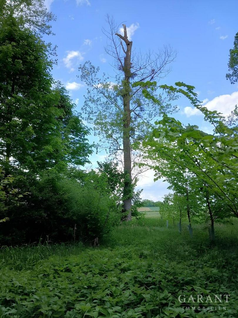 freie Grünfläche