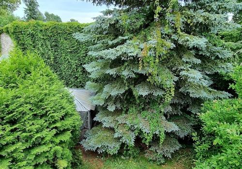 Blick in den Garten