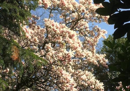 Magnolie im Vorgarten