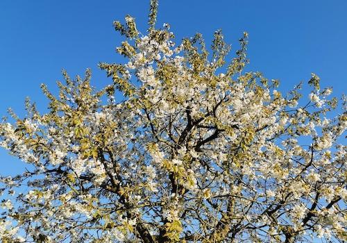 Kirschbaum in Blüte