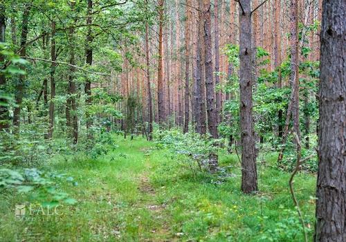 Natur pur