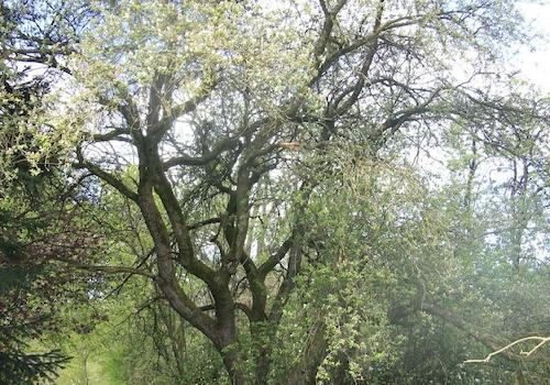Obstbaum