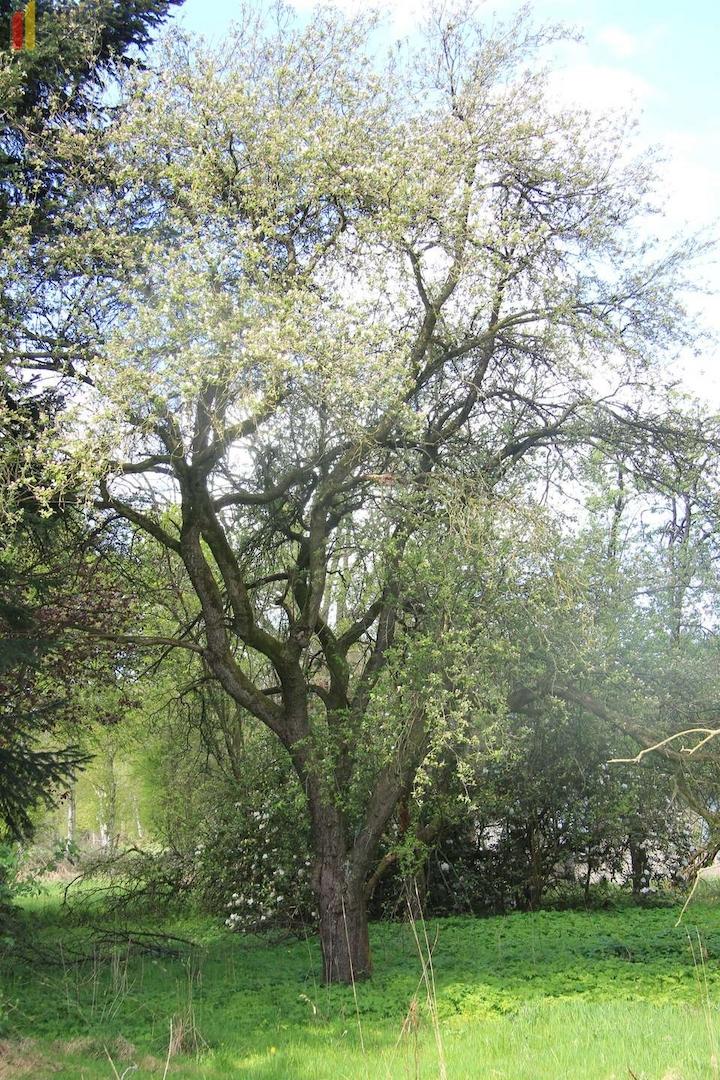 Obstbaum