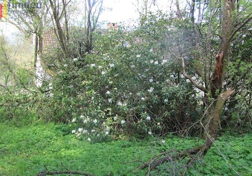 Rhodo und Arbeit für die Säge