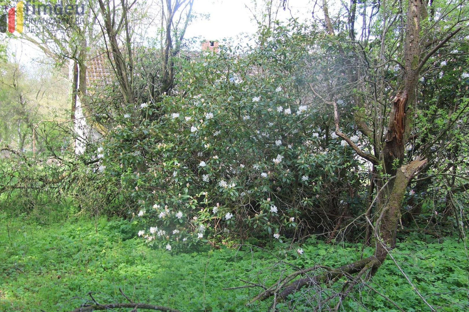 Rhodo und Arbeit für die Säge