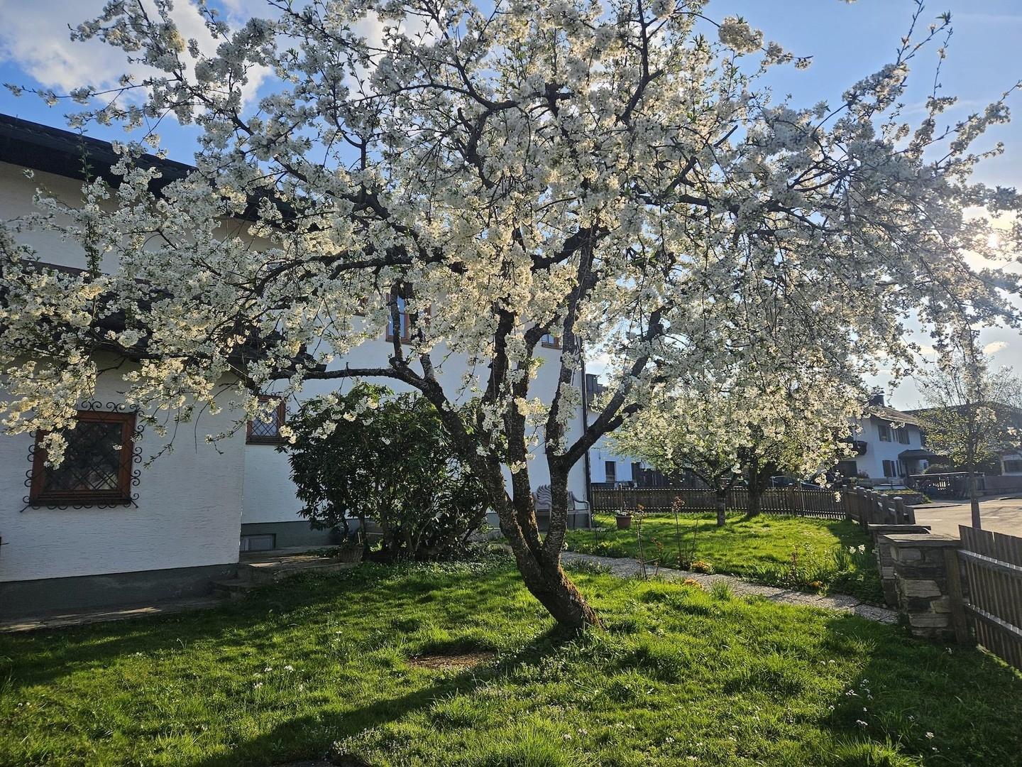 Vorgarten 