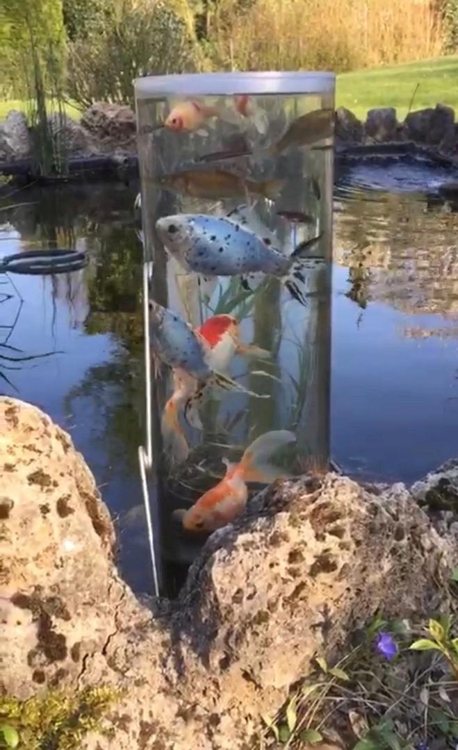Fischturm im Teich