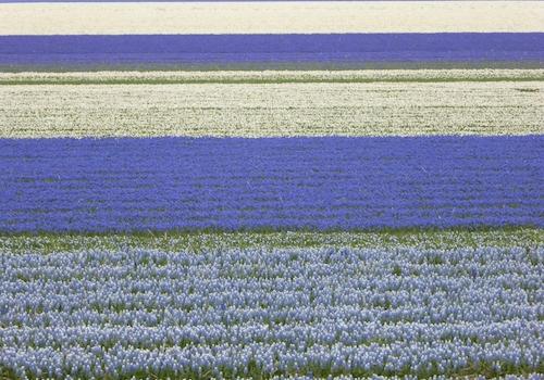 Tulpenblüte