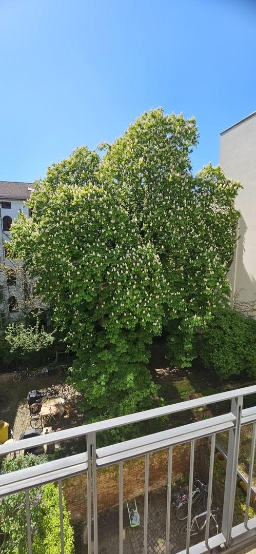 Kastanienbaum im Innenhof