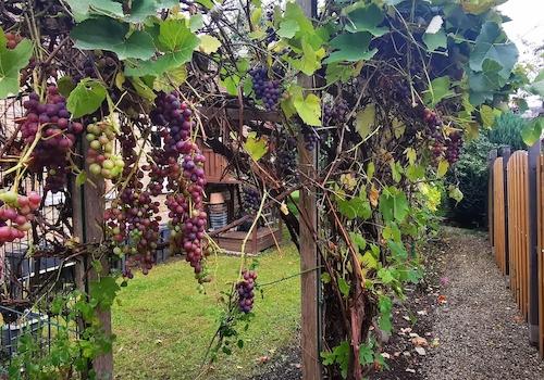 Garten 4