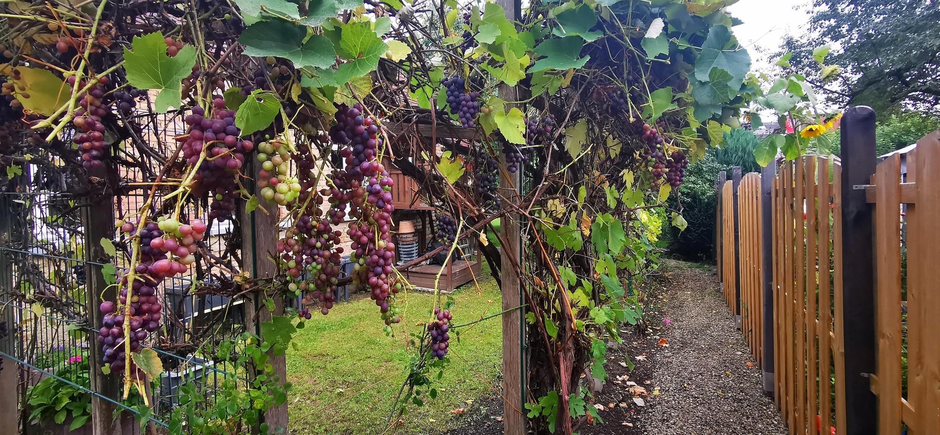 Garten 4