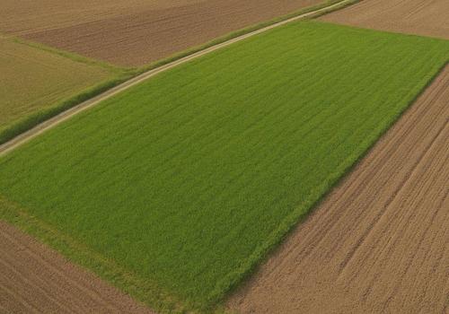 Refenrezbild Wiese