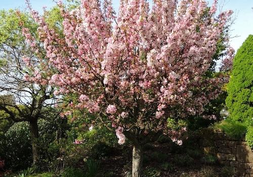 Frühling im Garten