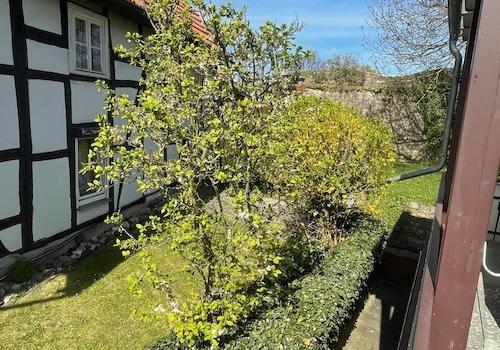 Garten | Rasen & Sträucher