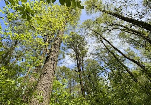 im Wald