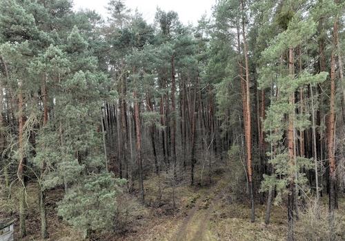 im Wald