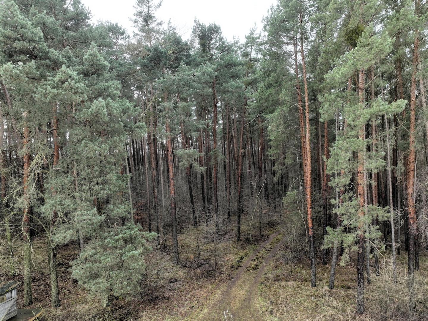 im Wald