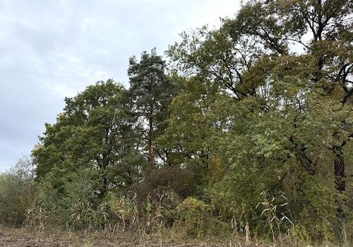am Waldrand