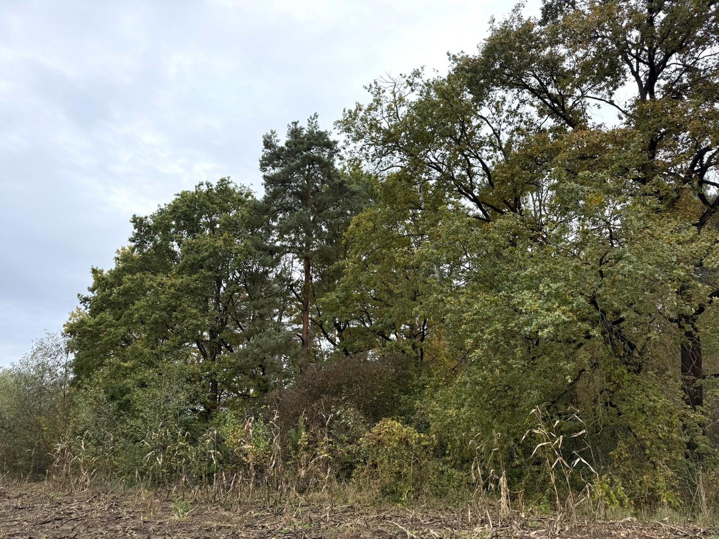 am Waldrand