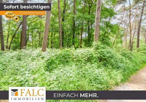 Eingewachsener Waldbereich