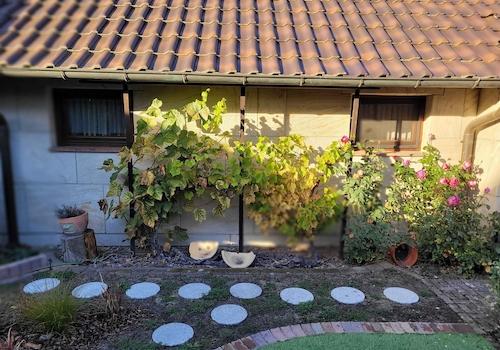 Garten: 2 Weinstöcke