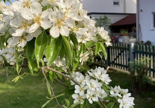Garten 2