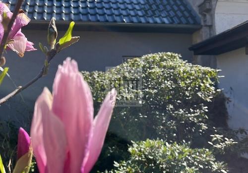 Blume 