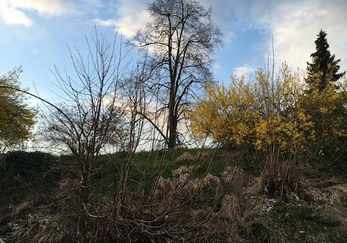 Garten mit altem Baumbestand