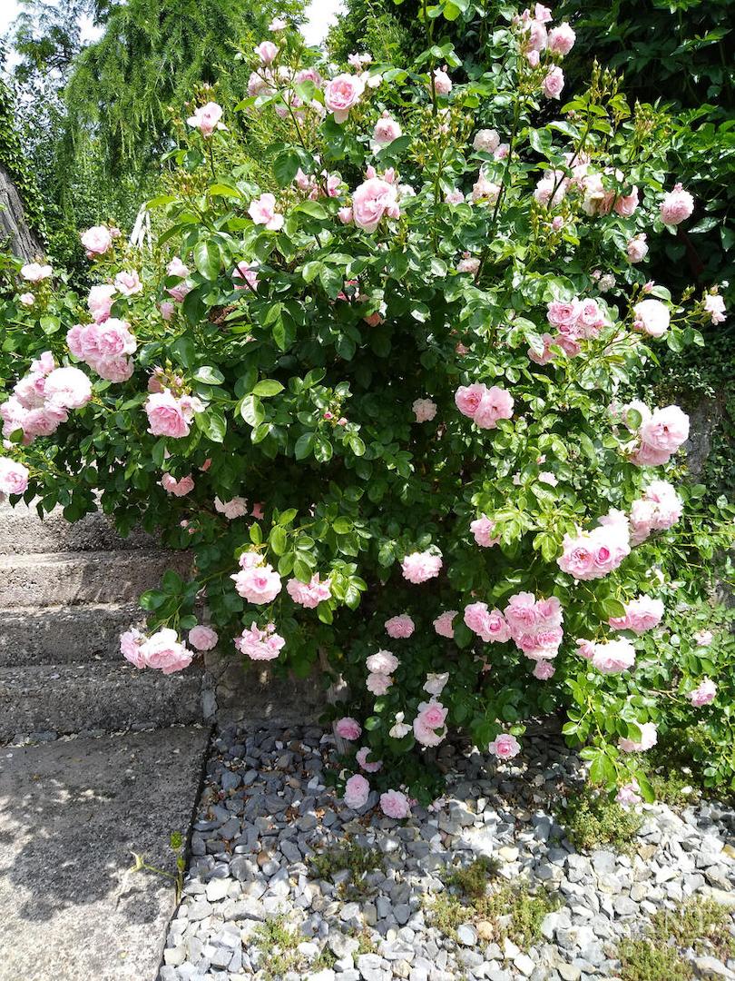 Garten 1