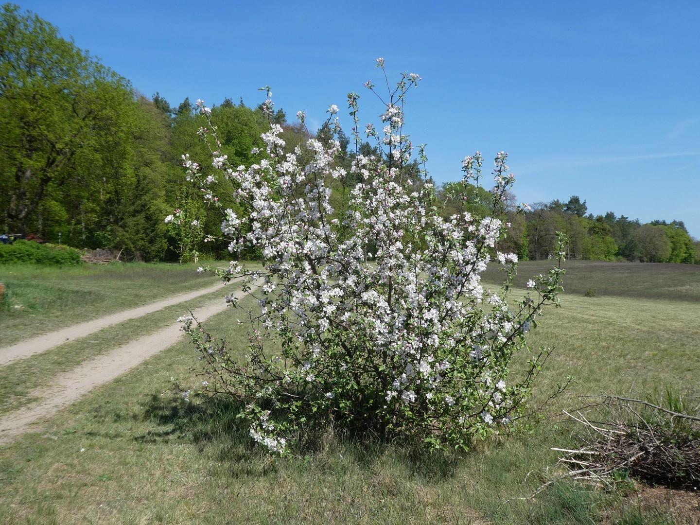 Sommerapfelbaum