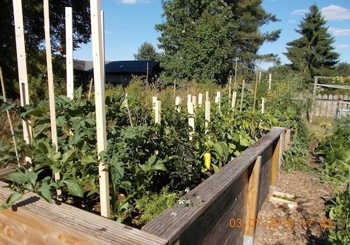 Gemüsegarten
