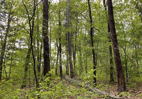 Blick in den Wald 