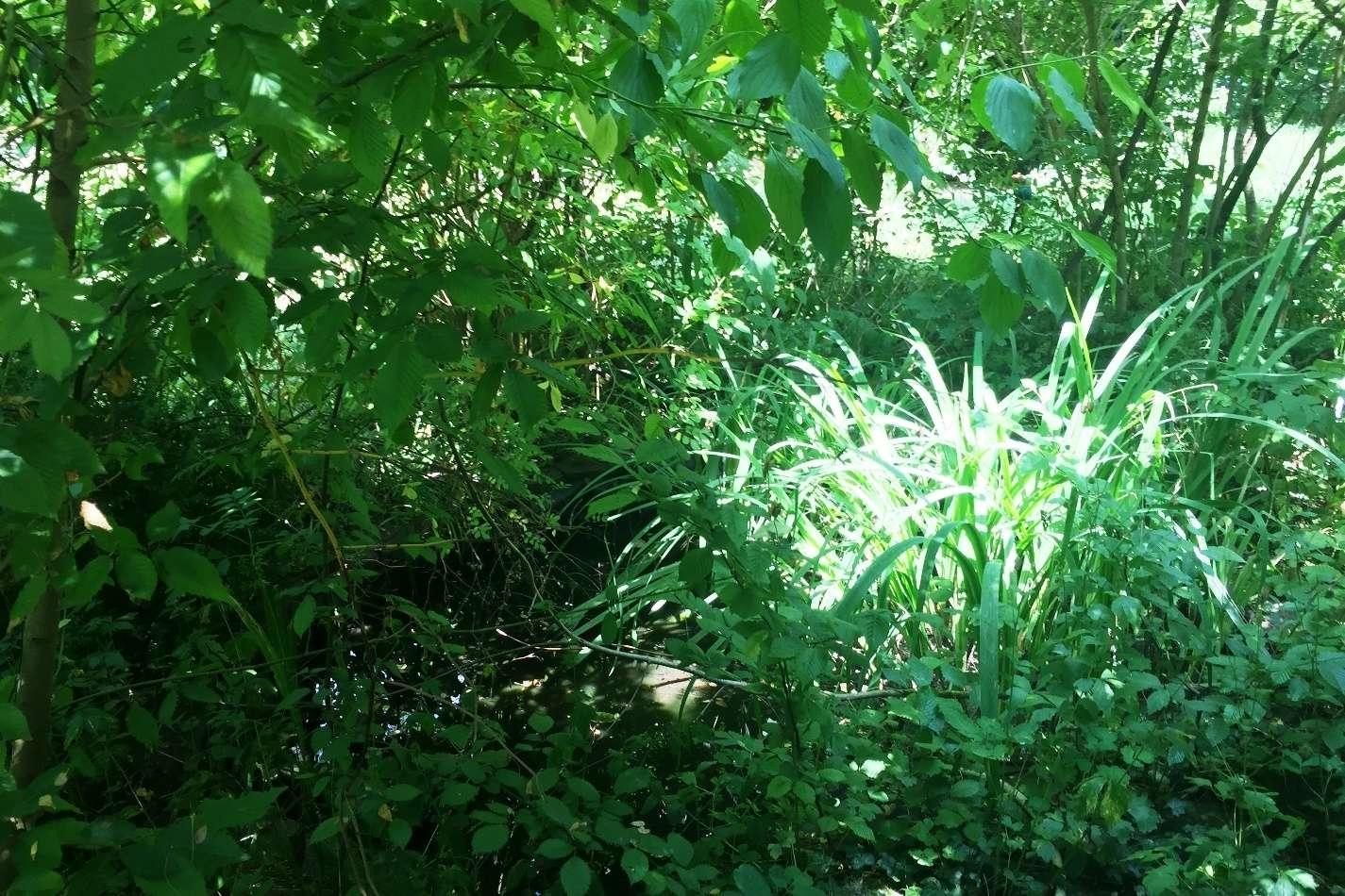 kleiner Teich