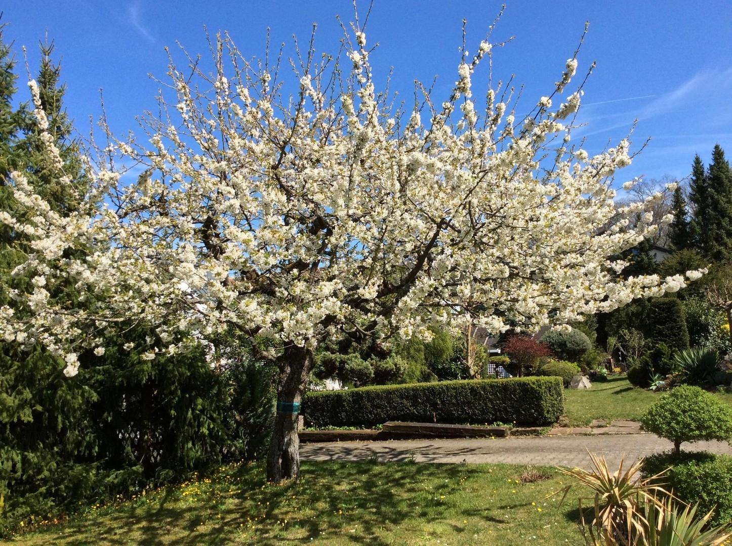 Kirschbaum