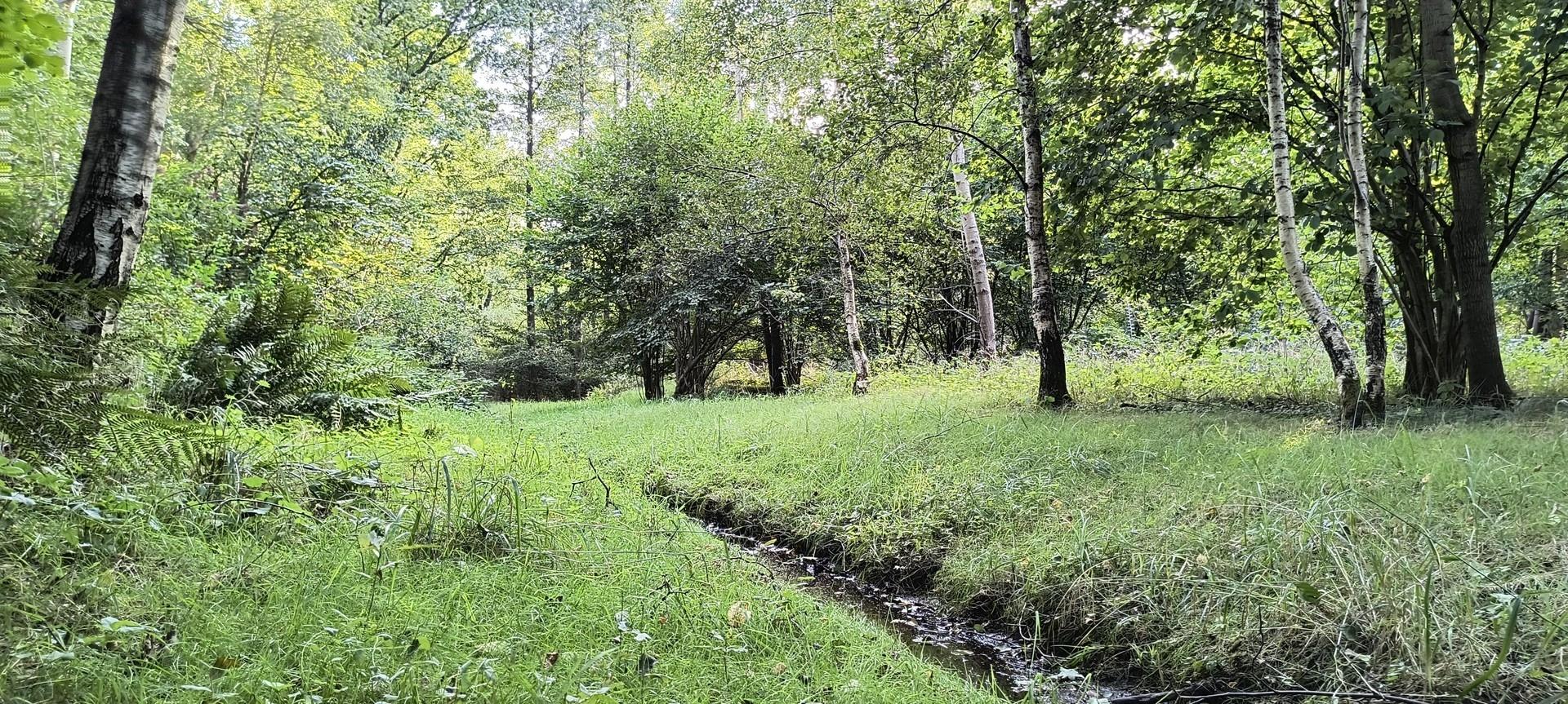 Ausgang zum Wald