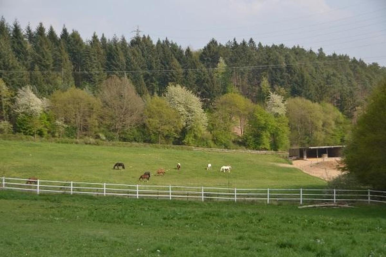 Blick auf Weide & Offenstall 2