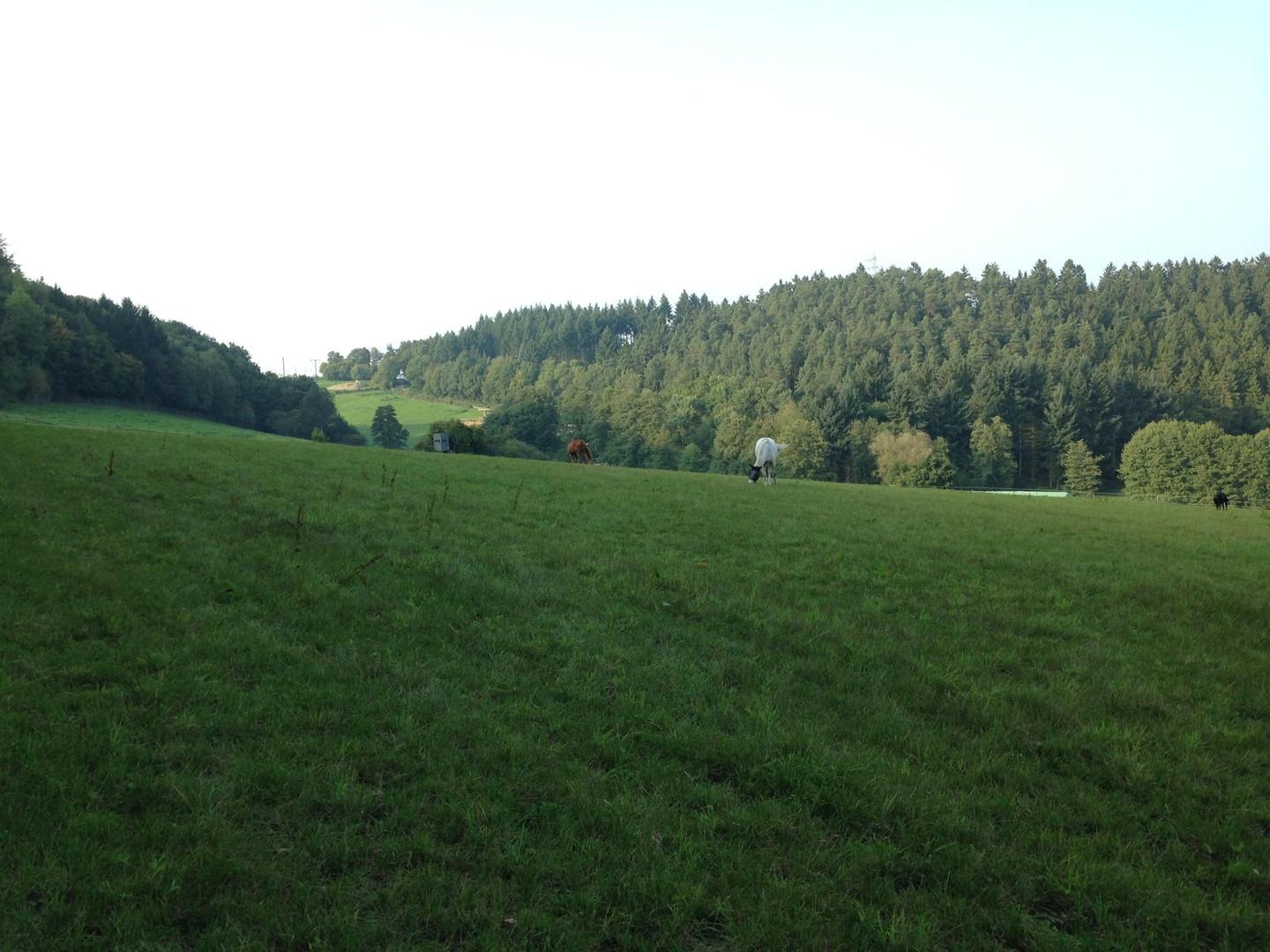 Große Weiden alle arondiert