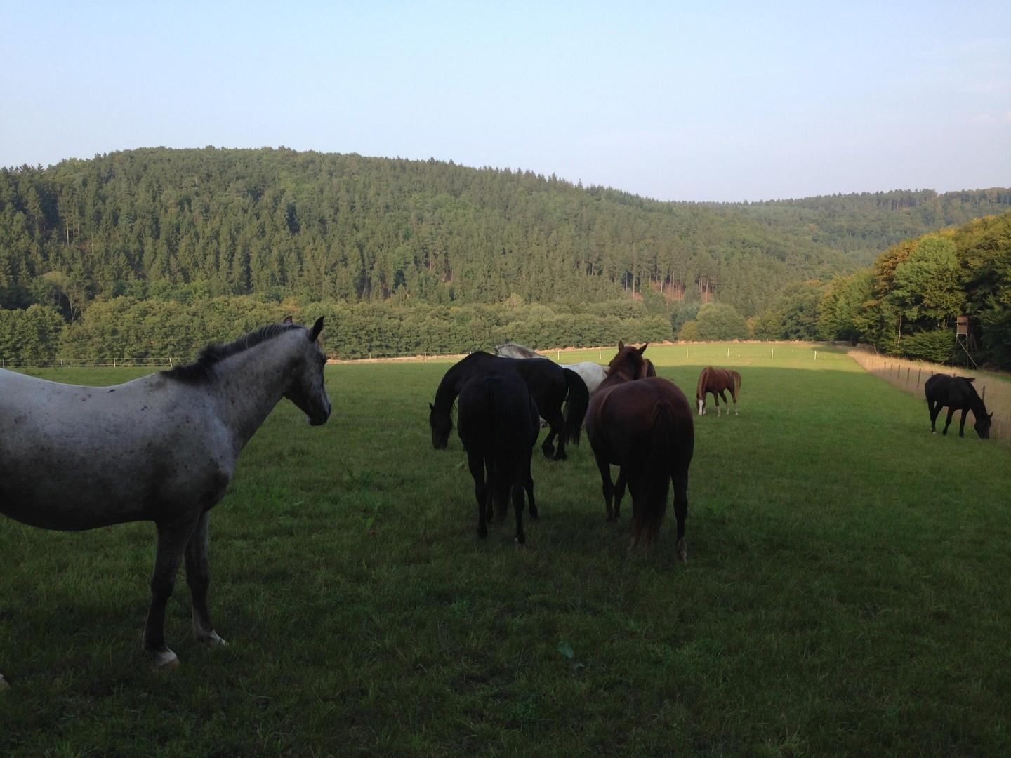 Noch mehr Weiden
