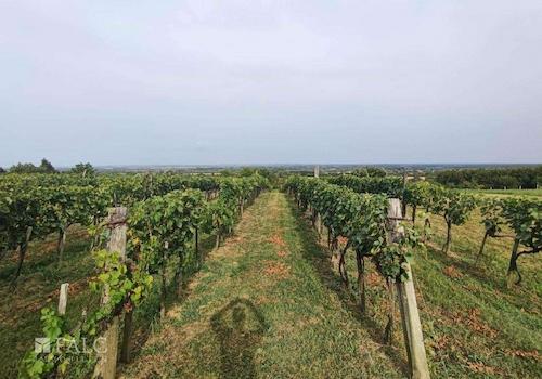Weinberg