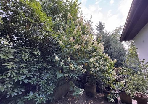 Terrasse am Wohnzimmer