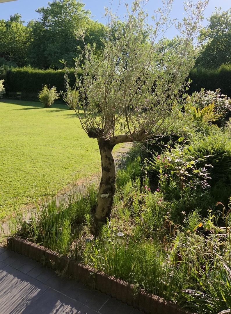 Olivenbaum