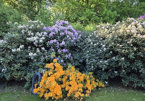 Rhododendren