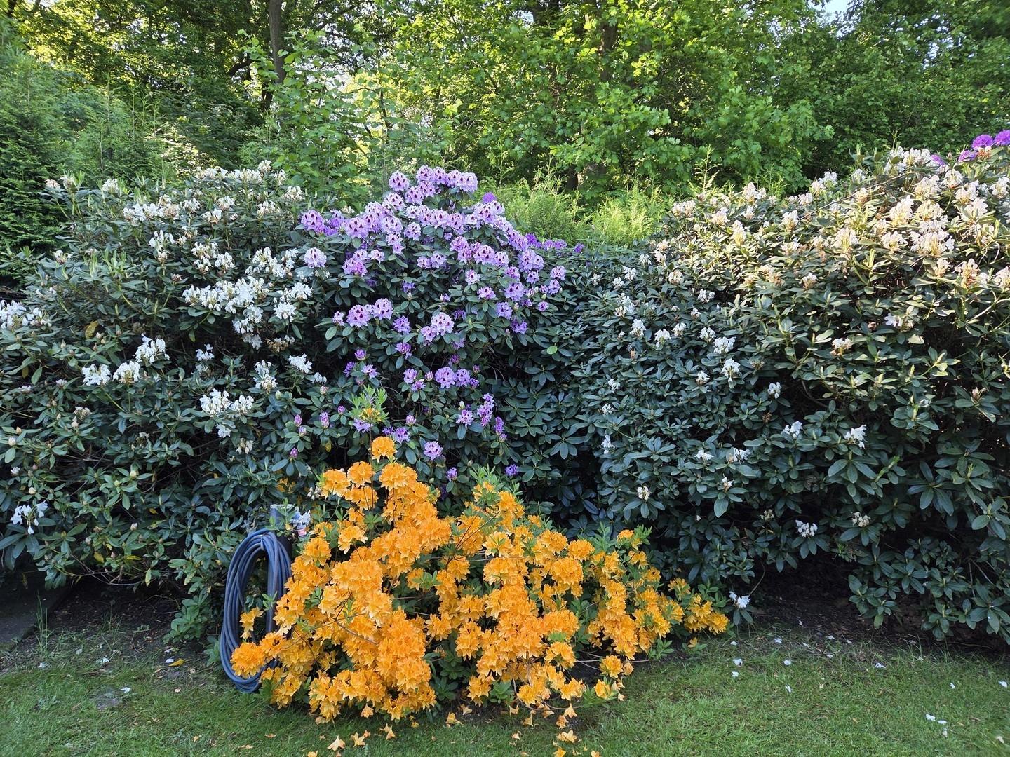 Rhododendren