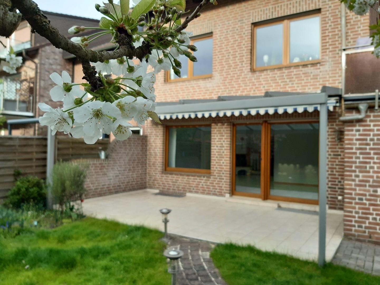 Garten mit Kirschblüte